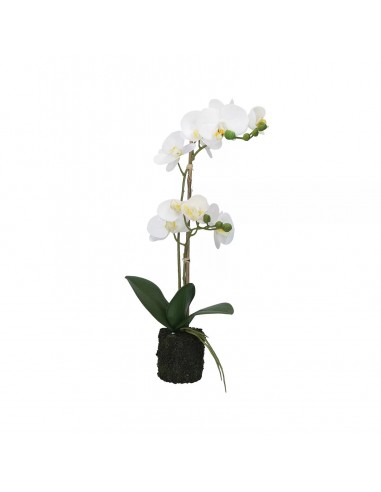 PIANTE: vendita online VERONICA ZOLLA C/ORCHIDEE BIANCHE M in offerta