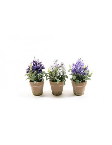 PIANTE E FIORI CON VASO: vendita online PIANTA LAVANDA IN VASO DI COCCIO 20X8X8CM in offerta