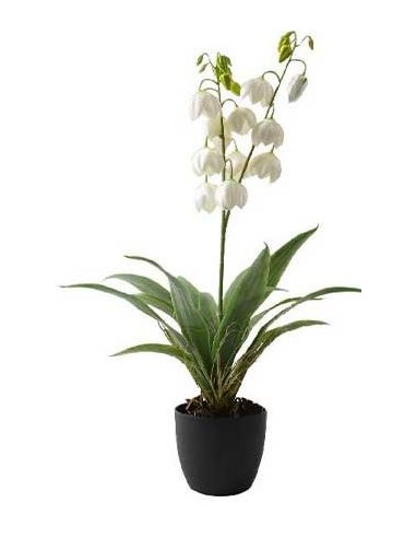 PIANTE E FIORI CON VASO: vendita online PIANTA CAMPANULE IN VASO 73CM in offerta