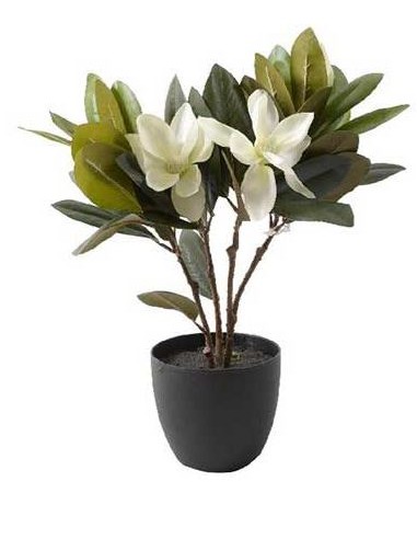 PIANTE E FIORI CON VASO: vendita online PIANTA MAGNOLIA IN VASO 45CM in offerta