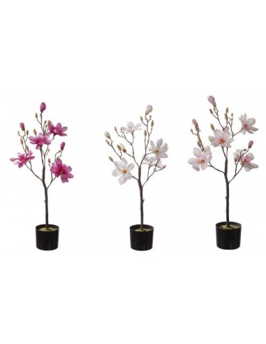 PIANTE E FIORI CON VASO: vendita online MAGNOLIA 63693 CON VASO 15X90CM COLORI ASSORTITI in offerta