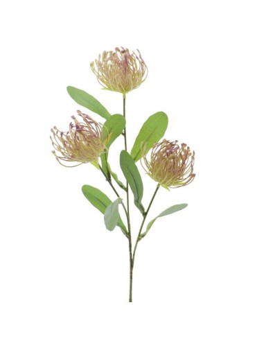 FIORI: vendita online LEUCUSPERMUM 4325 X3 CREMA in offerta