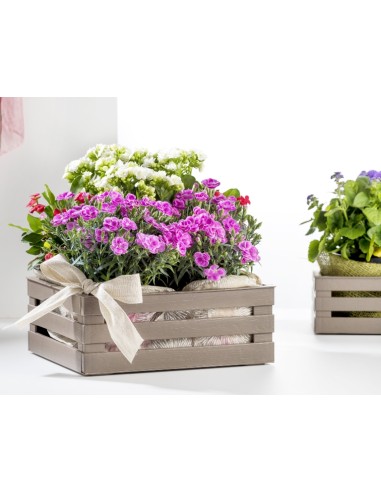 CESTE BUCATO PLASTICA: vendita online TINA 3 CASSETTINA IN PLASTICA TORTORA in offerta