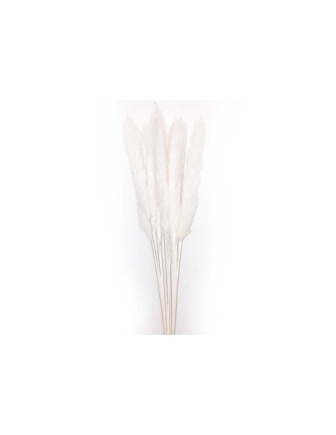 RAMI E COMPOSIZIONI FLOREALI: vendita online Stelo Pampas Avorio di Natale 70cm - La Magia di Natale con Eleganza Naturale a ...
