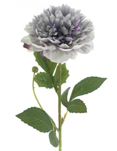 FIORI: vendita online PEONIA HERITAGE 9551 ASSORTITO in offerta