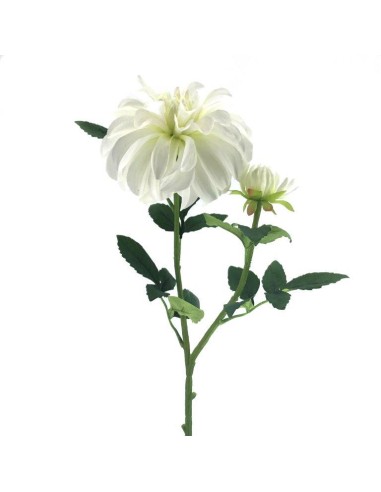 FIORI: vendita online DAHLIA ASSORTITO 6818 in offerta