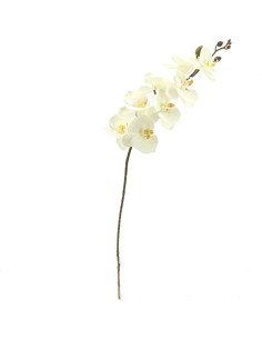 FIORI: vendita online PHALENOPSIS 2350 in offerta