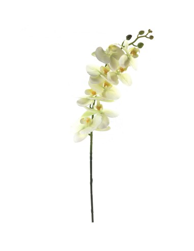 FIORI: vendita online PHALENOPSIS 3005 in offerta