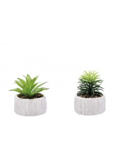 PIANTE E FIORI CON VASO: vendita online PIANTA GRASSA 82293 CON VASO 9X12CM ASSORTITO in offerta