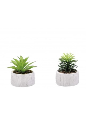 PIANTE E FIORI CON VASO: vendita online PIANTA GRASSA 82293 CON VASO 9X12CM ASSORTITO in offerta