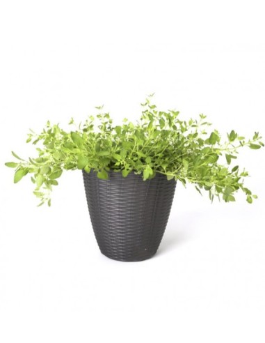 VASI E SOTTO VASI: vendita online PORTAVASO PAGLIA D 29 X H 27 CM PANNA in offerta