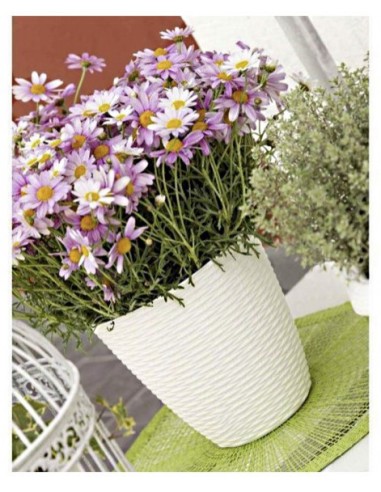 VASI E SOTTO VASI: vendita online PORTAVASO PAGLIA D 29 X H 27 CM PANNA in offerta