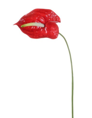 FIORI: vendita online STELO 17390012-03 ANTHURIUM ROSSO 70CM in offerta