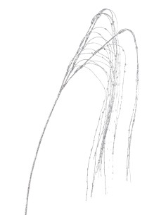 FIORI: vendita online RAMO 0929624 CAPELLI ANGELO ARGENTO 130CM in offerta