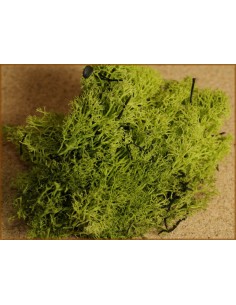 ACCESSORI PRESEPE: vendita online BUSTA LICHENE 86598 VERDE in offerta