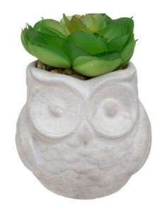 PIANTA GRASSA 167204 VASO GUFO 6X9CM ASSORTITO su Shop in Casa