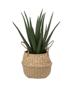 PIANTA 189119 ALOE NATURALE 37CM CON VASO su Shop in Casa