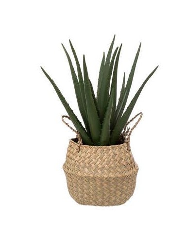 PIANTA 189119 ALOE NATURALE 37CM CON VASO