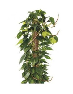 TUTORE MUSCHIATO 80CM D5                BIA