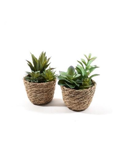 PIANTA GRASSA 33151 VASO CORDA 15X11CM ASSORTITO su Shop in Casa