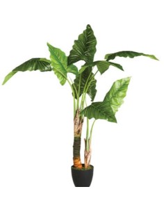 PIANTA 110249 BANANO H120CM CON VASO su Shop in Casa