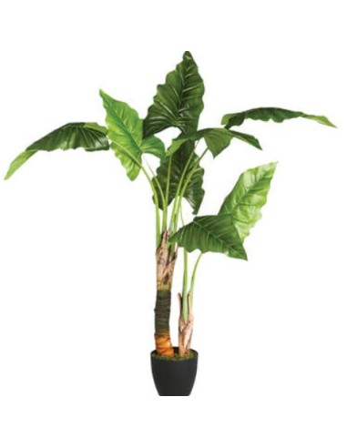 PIANTA 110249 BANANO H120CM CON VASO su Shop in Casa