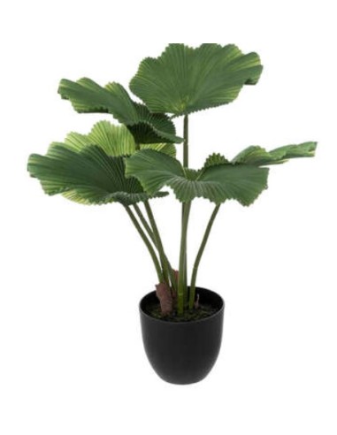 PIANTA 189127 PALMA 62X65CM CON VASO su Shop in Casa
