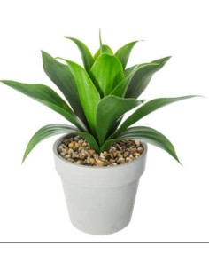 PIANTA 160073 ALOE VERA H35CM CON VASO su Shop in Casa