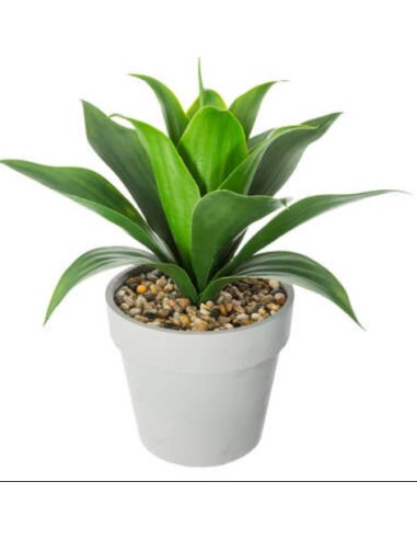 PIANTA 160073 ALOE VERA H35CM CON VASO su Shop in Casa