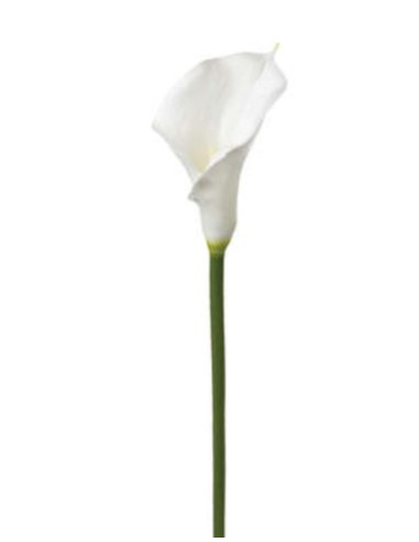 PIANTA 121515 STELO DI ARUM H75CM BIANCO su Shop in Casa