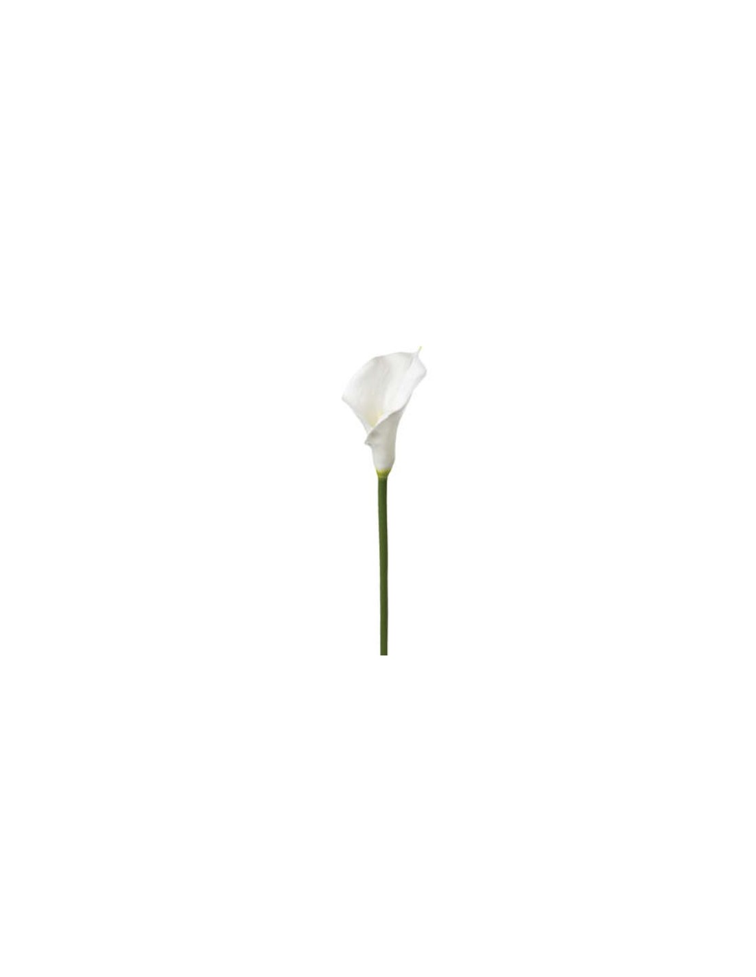 PIANTA 121515 STELO DI ARUM H75CM BIANCO su Shop in Casa