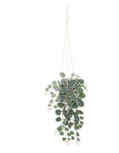 PIANTA PENSILE 193710 VASO PLASTICA H30CM su Shop in Casa