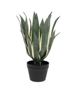 PIANTA 198124 AGAVE AMERICANA 35X35X55CM CON VASO su Shop in Casa