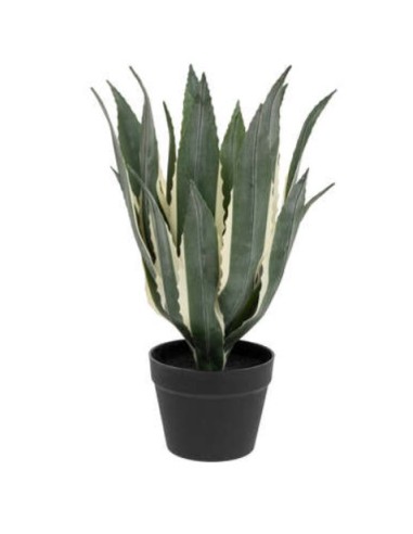 PIANTA 198124 AGAVE AMERICANA 35X35X55CM CON VASO su Shop in Casa
