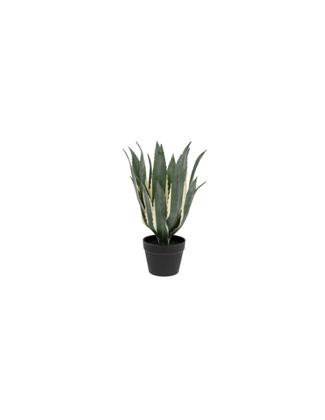 PIANTA 198124 AGAVE AMERICANA 35X35X55CM CON VASO su Shop in Casa