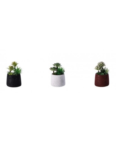PIANTA GRASSA 102180 CON VASO CEMENTO 15X25CM ASSORTITO su Shop in ...