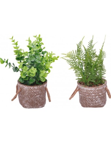 PIANTA 83541 CON VASO CEMENTO 12X28CM ASSORTITO su Shop in Casa