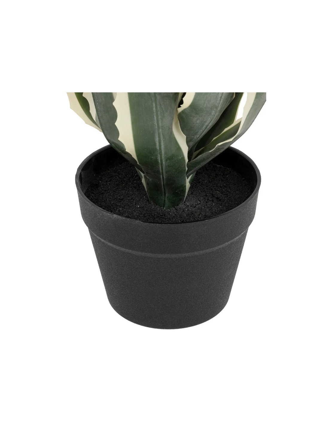 PIANTA 198124 AGAVE AMERICANA 35X35X55CM CON VASO su Shop in Casa