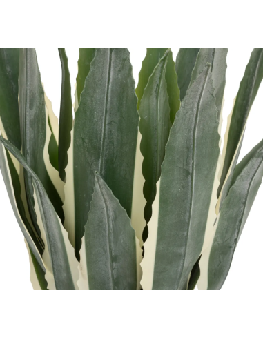 PIANTA 198124 AGAVE AMERICANA 35X35X55CM CON VASO su Shop in Casa