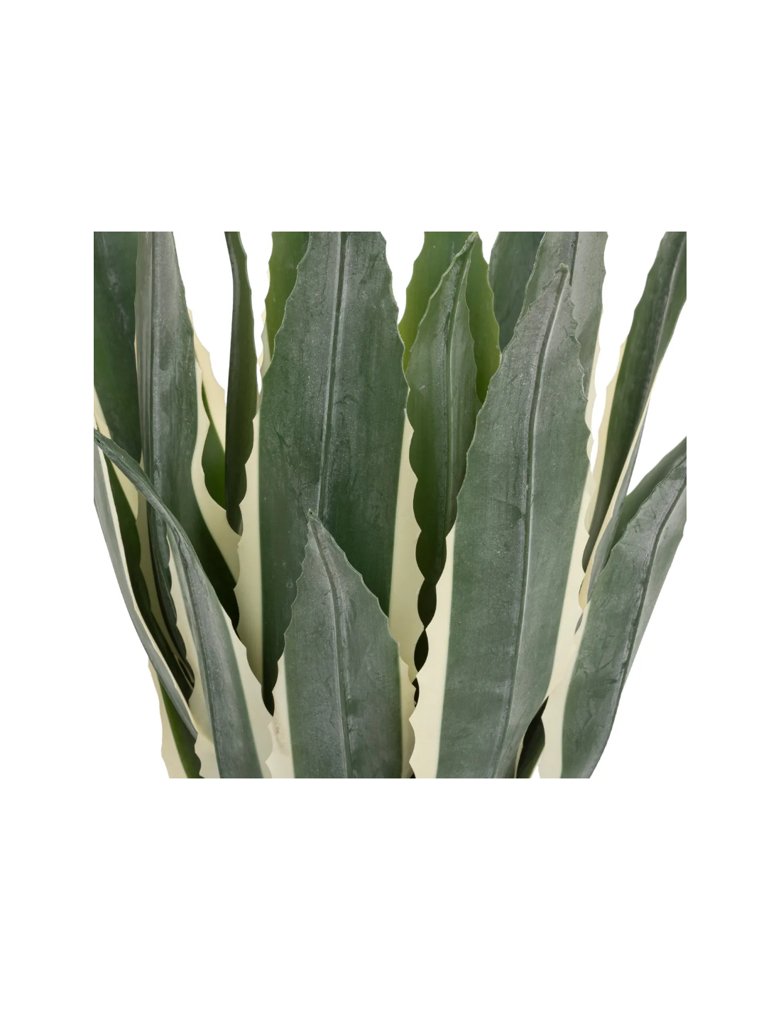 PIANTA 198124 AGAVE AMERICANA 35X35X55CM CON VASO su Shop in Casa
