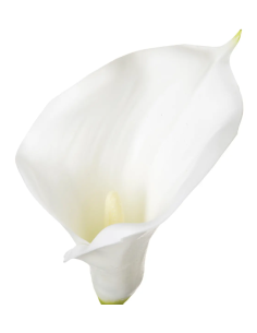 PIANTA 121515 STELO DI ARUM H75CM BIANCO su Shop in Casa 2