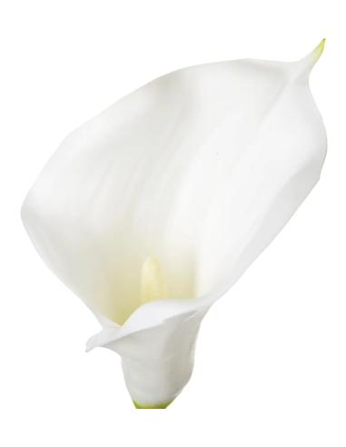 PIANTA 121515 STELO DI ARUM H75CM BIANCO su Shop in Casa