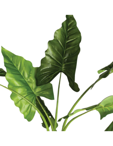 PIANTA 110249 BANANO H120CM CON VASO su Shop in Casa