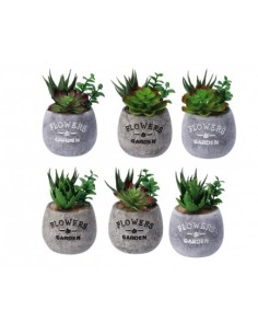 PIANTA GRASSA 101941 CON VASO 10X14CM ASSORTITO su Shop in Casa