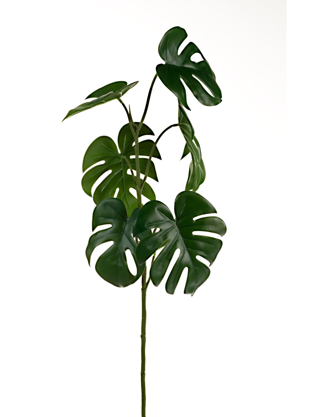 PIANTA 15910152-01 FILODENDRO VERDE 70CM