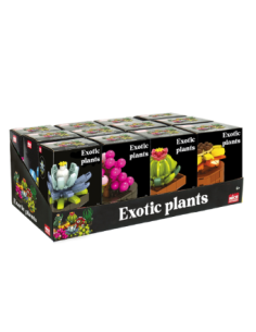 Nice Mattoncini Exotic Plants – Piante Esotiche Assortite | shopincasa.it