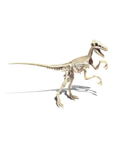 Archeogiocando Velociraptor Luminoso al Buio - Kit Paleontologo - Shopincasa
