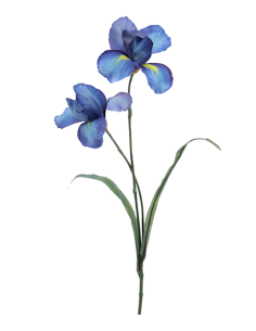FIORE 1213-10 IRIS BLU