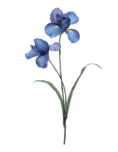 FIORE 1213-10 IRIS BLU