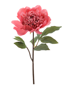 FIORE 1423-24 PEONIA CORALLO